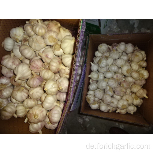 Beste Qualität New Crop Frischer Knoblauch